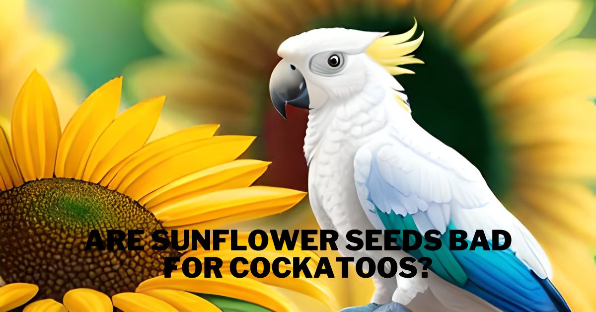 Are Sunflower Seeds Bad for Cockatoos?