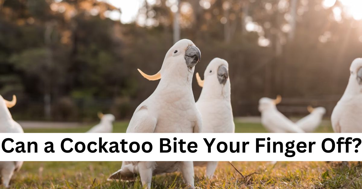Can a Cockatoo Bite Your Finger Off?
