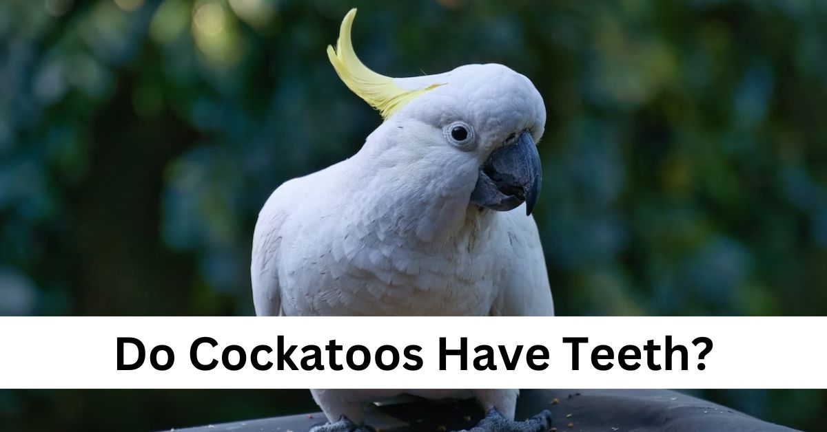 Do Cockatoos Have Teeth?