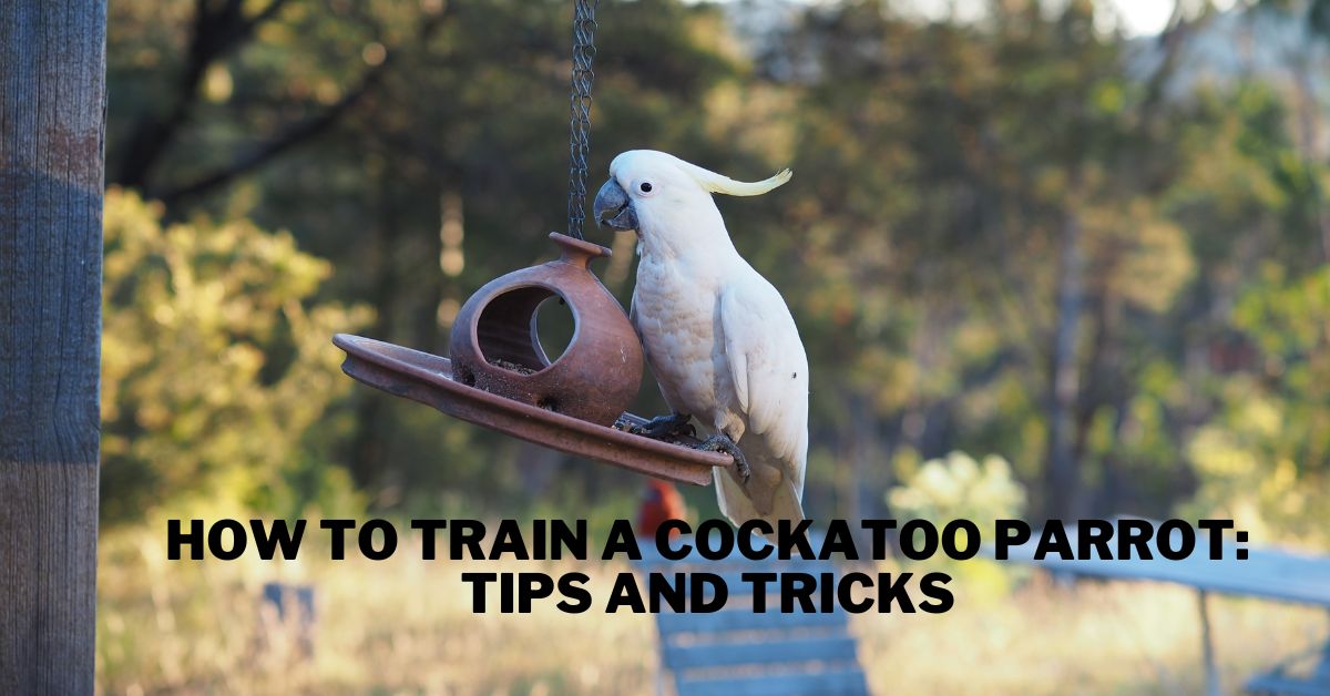 How to Train a Cockatoo Parrot? Tips and Tricks