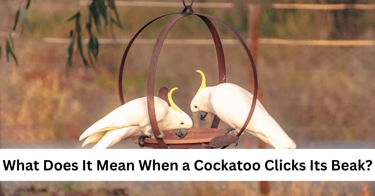 What Does It Mean When a Cockatoo Clicks Its Beak?